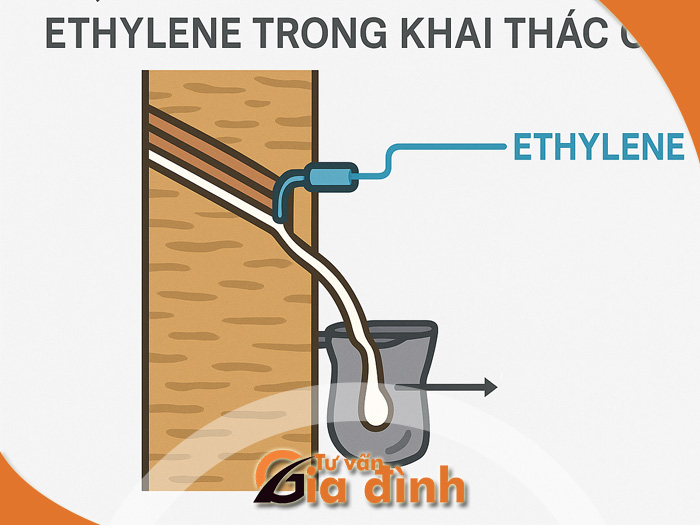 Cách khai thác mủ cao su bằng khí Ethylene siêu hiệu quả